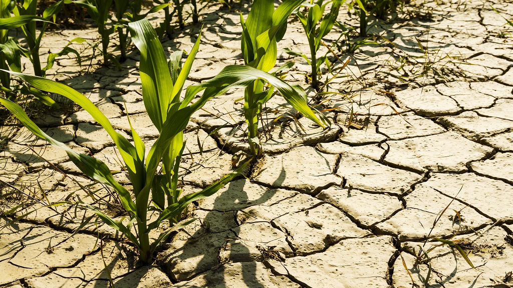 drought conditions on crops