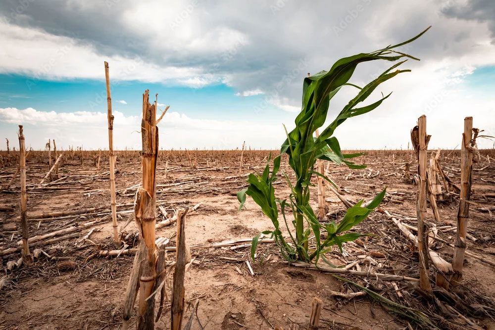 Severe Drought on Crops