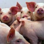 piglets huddling together