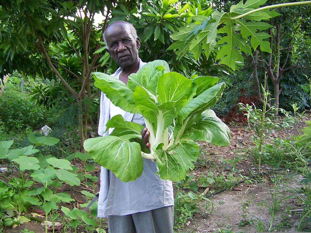 Backyard Gardening for Seniors: Elderly man holding cabbage