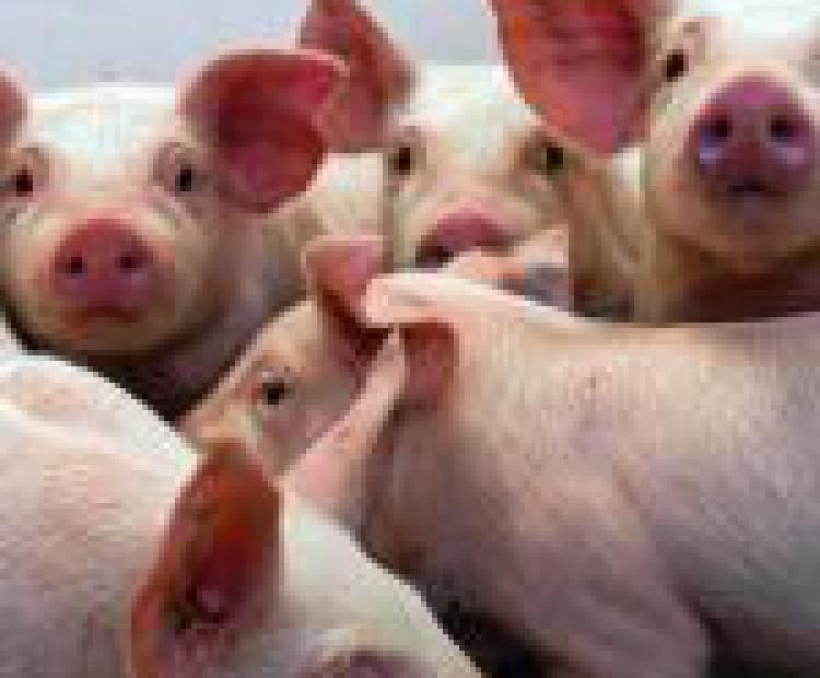piglets huddling together
