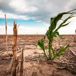 Severe Drought on Crops