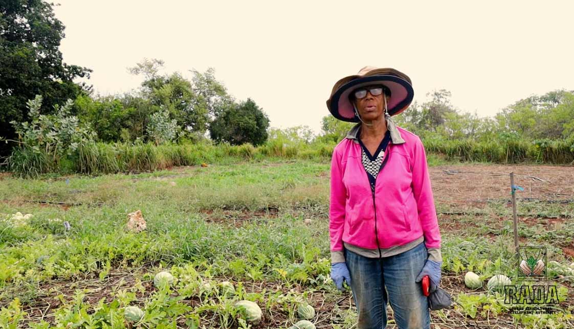 We are excited to have collaborated with our stakeholders on RADA's Watermelon Demonstration Plots Initiative. Through good agricultural practices, technical advice and monitoring, Ms. Ebanks achieved a successful yield.